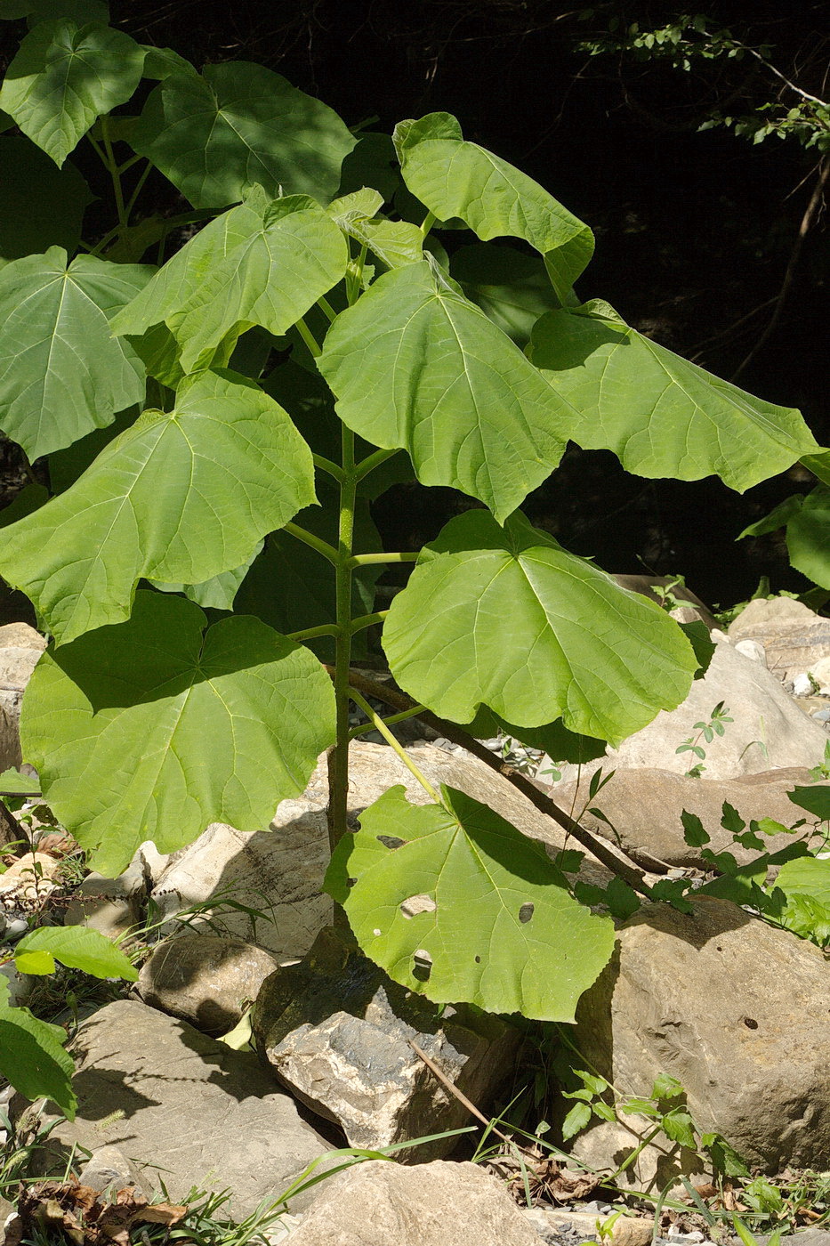 Image of Paulownia tomentosa specimen.