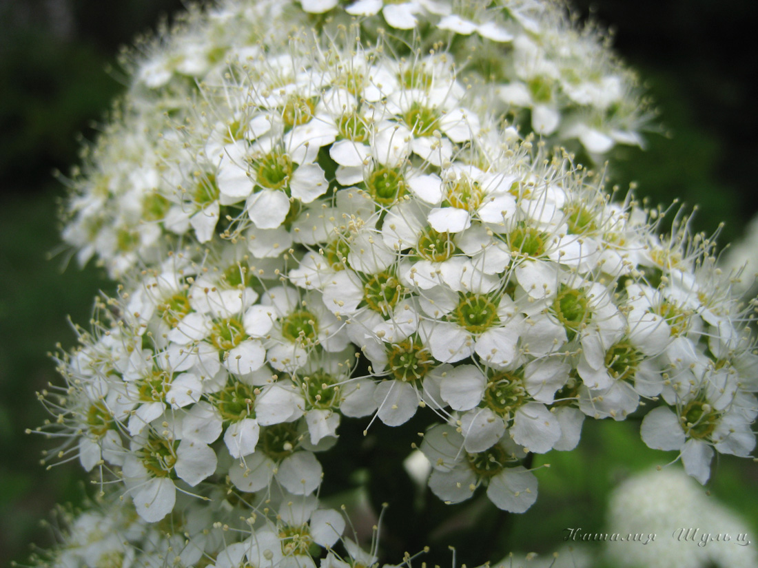 Image of Spiraea media specimen.