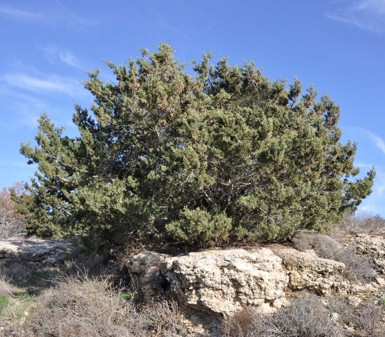 Image of Cupressus sempervirens specimen.