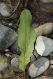 genus Rumex