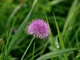 genus Allium