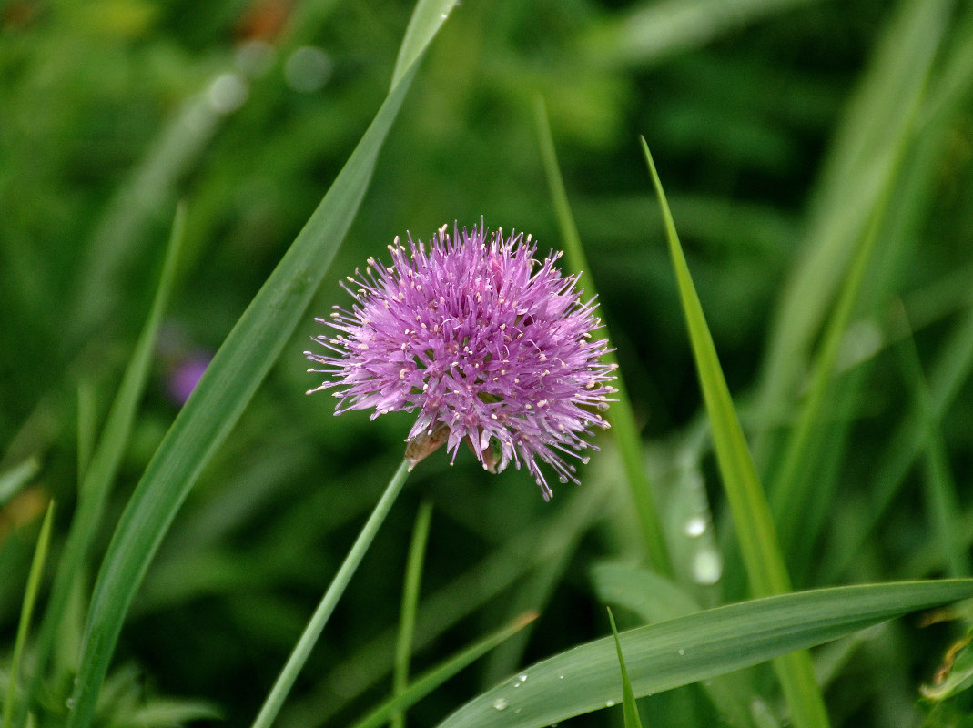 Image of genus Allium specimen.