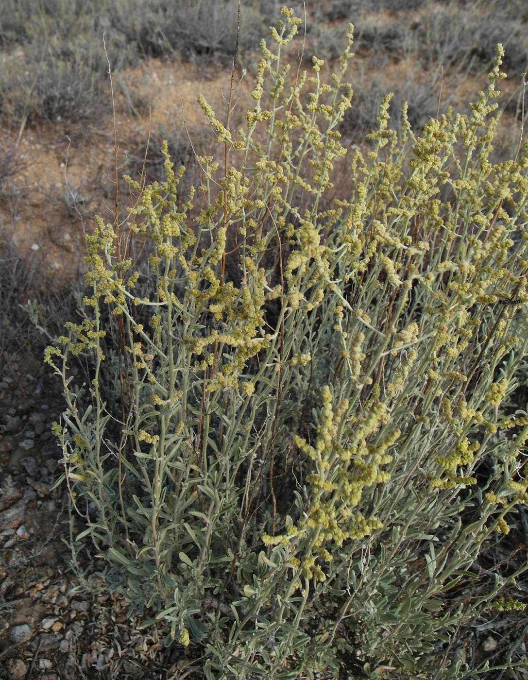 Image of Atriplex cana specimen.