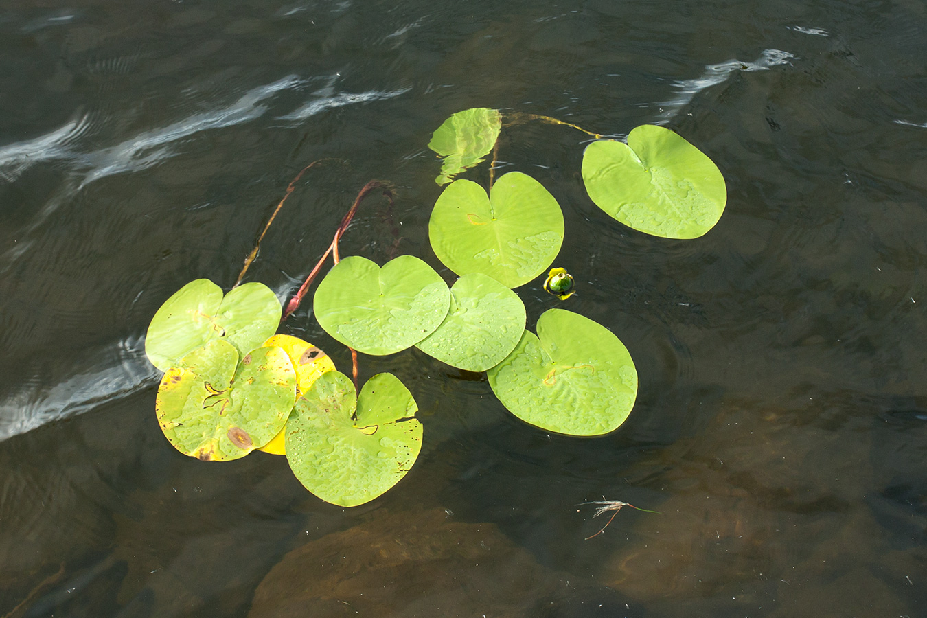 Image of Nuphar lutea specimen.