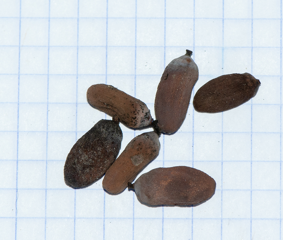 Image of Nelumbo nucifera specimen.