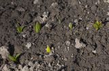 Fritillaria camschatcensis