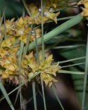 Lomandra longifolia