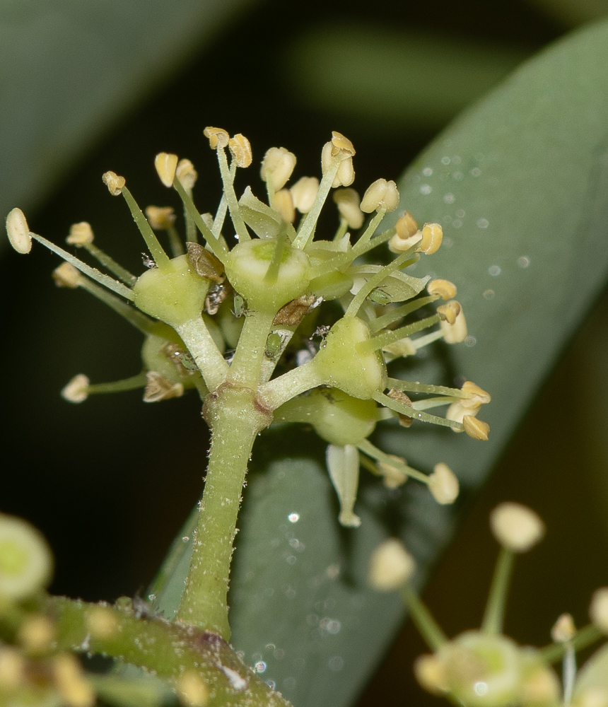 Image of Heptapleurum arboricola specimen.