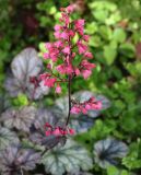 genus Heuchera