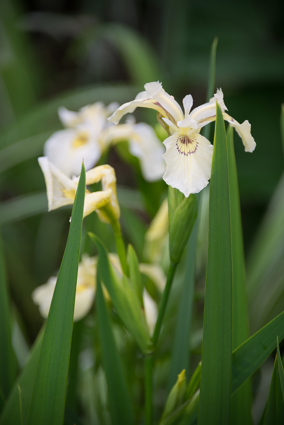 Изображение особи Iris pseudacorus.