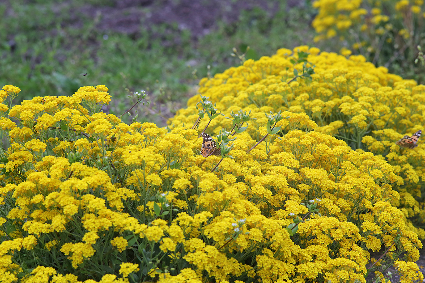 Изображение особи Aurinia saxatilis.