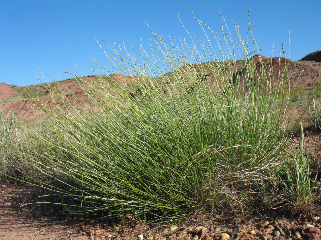 Изображение особи Astragalus eremospartoides.