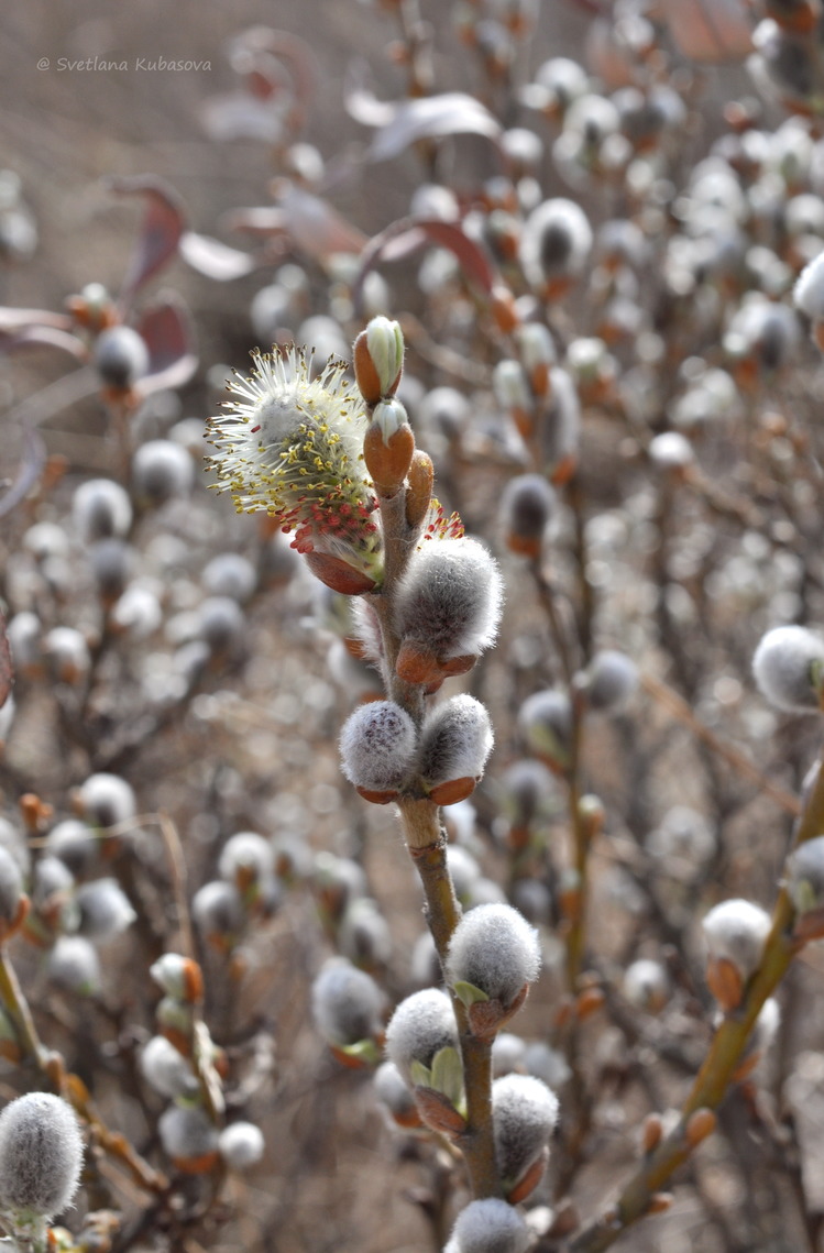 Image of Salix helvetica specimen.