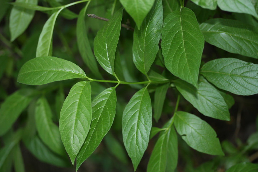 Изображение особи Lonicera involucrata.