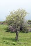 Pyrus regelii. Цветущее дерево. Узбекистан, Зарафшанский хр., Самаркандские горы, окр. Китабского перевала. 26.04.2019.