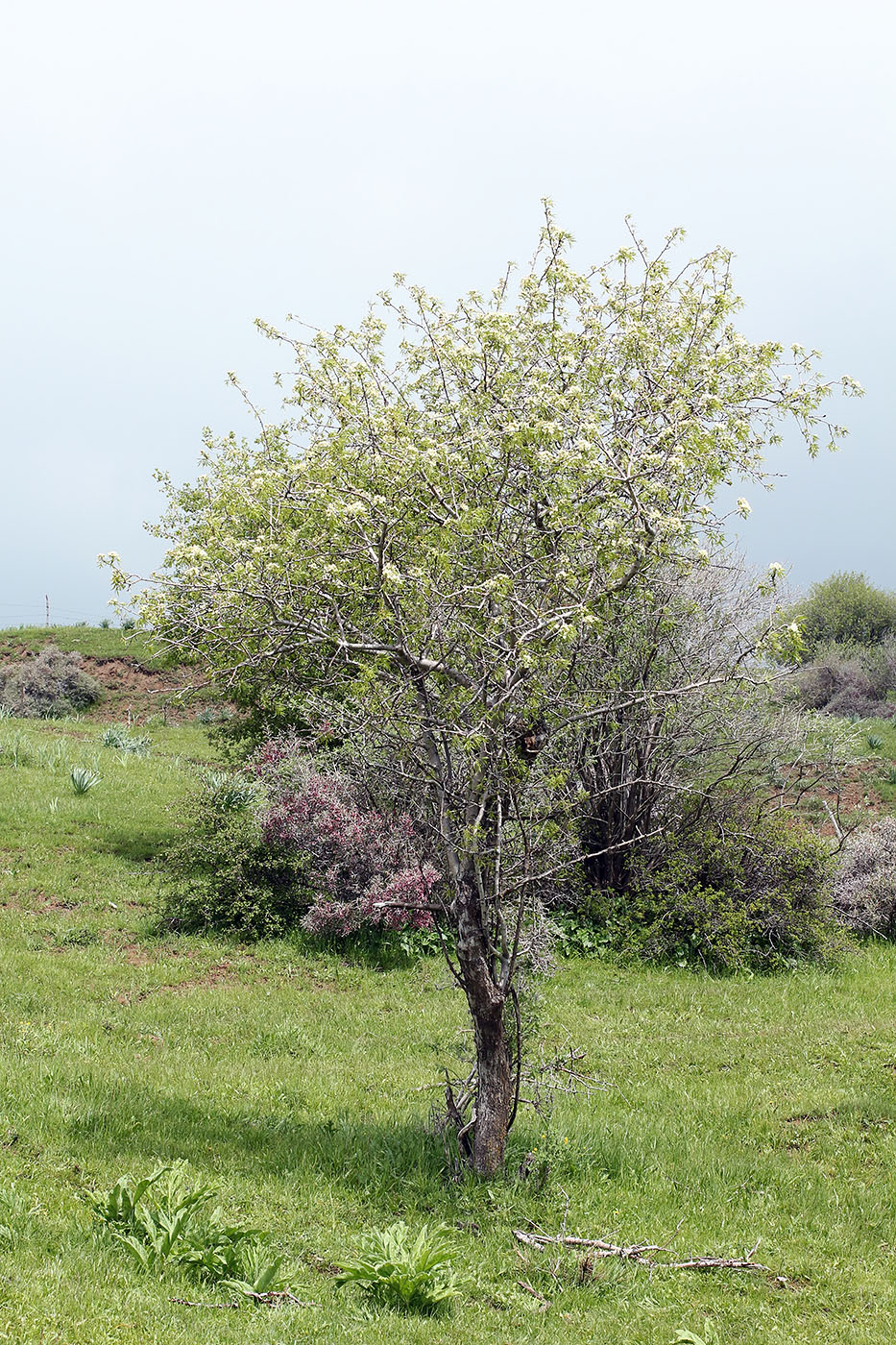 Image of Pyrus regelii specimen.