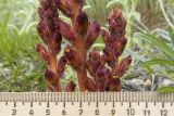 Orobanche alba подвид xanthostigma. Части соцветий. Краснодарский край, м/о г. Новороссийск, окр. пос. Верхнебаканский, гора Раевская, задернованное скальное обнажение. 18.05.2019.