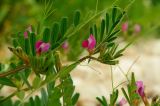 Vicia cordata