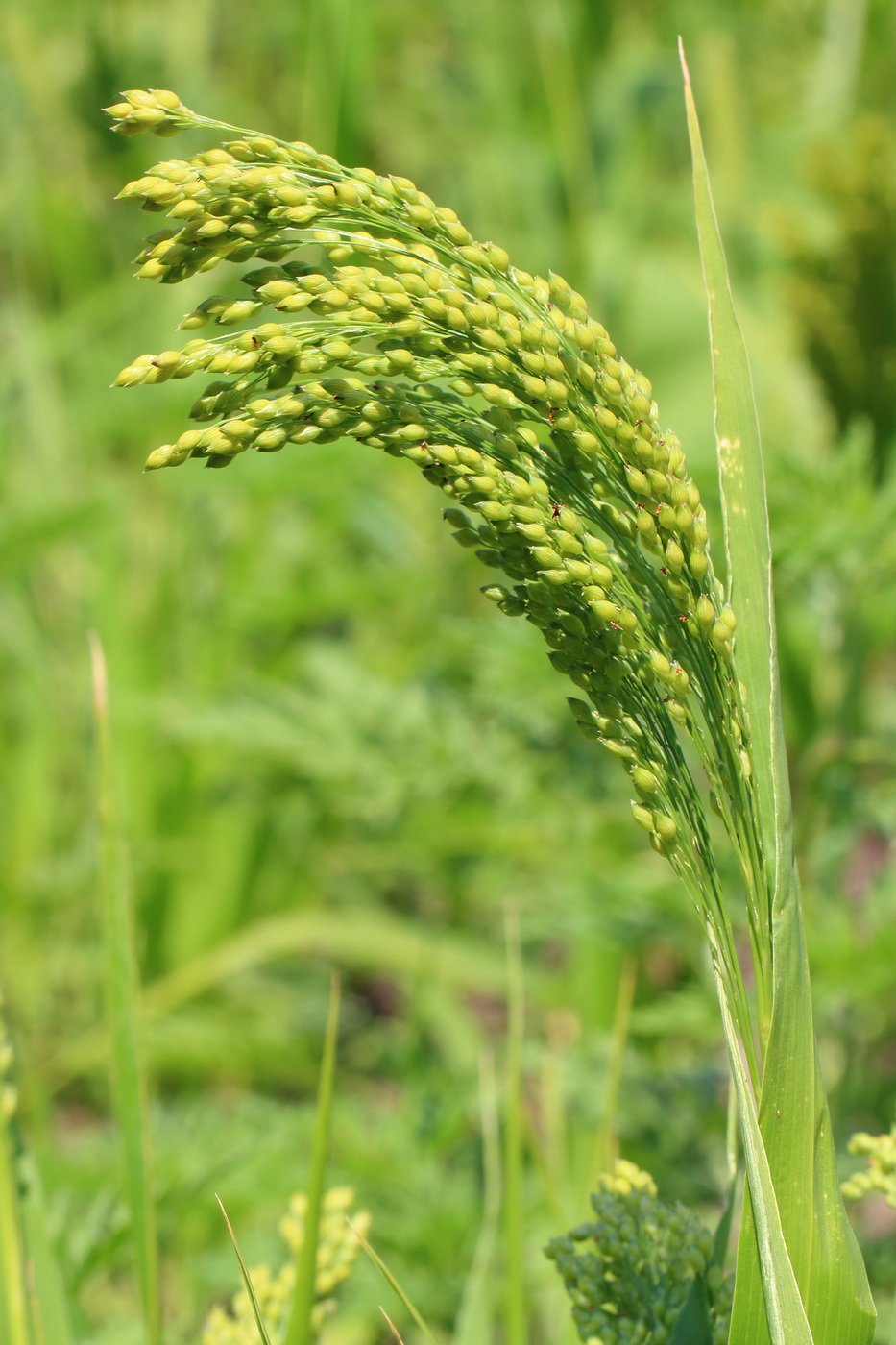 Image of Panicum miliaceum specimen.