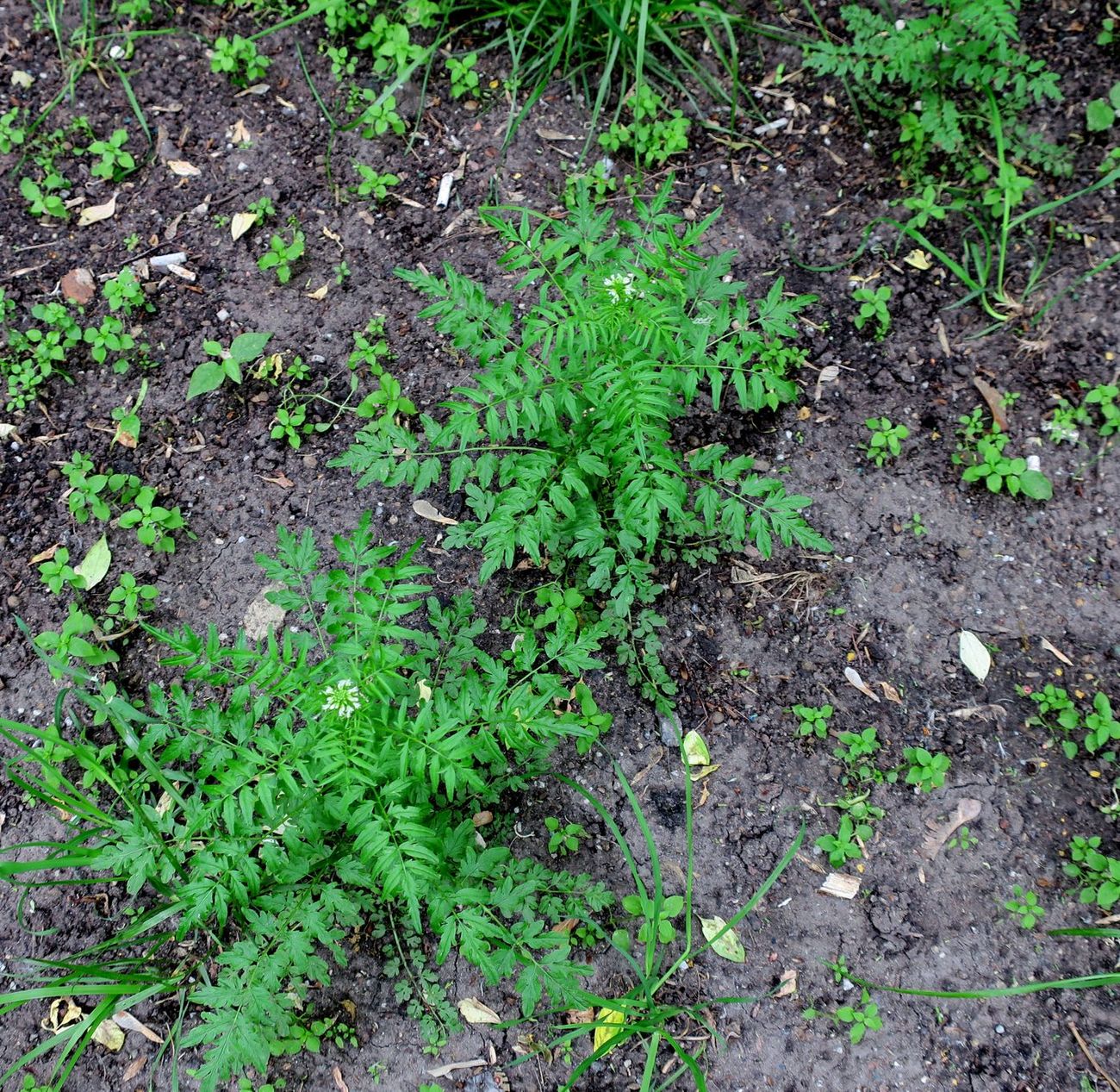 Изображение особи Cardamine impatiens.