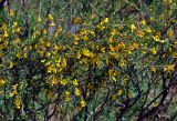 Caragana pygmaea. Верхушки ветвей с цветками. Алтай, Онгудайский р-н, Чуйский тракт между селами Иня и Иодро, урочище Калбак-таш, ≈ 800 м н.у.м., горная степь. 11.06.2019.