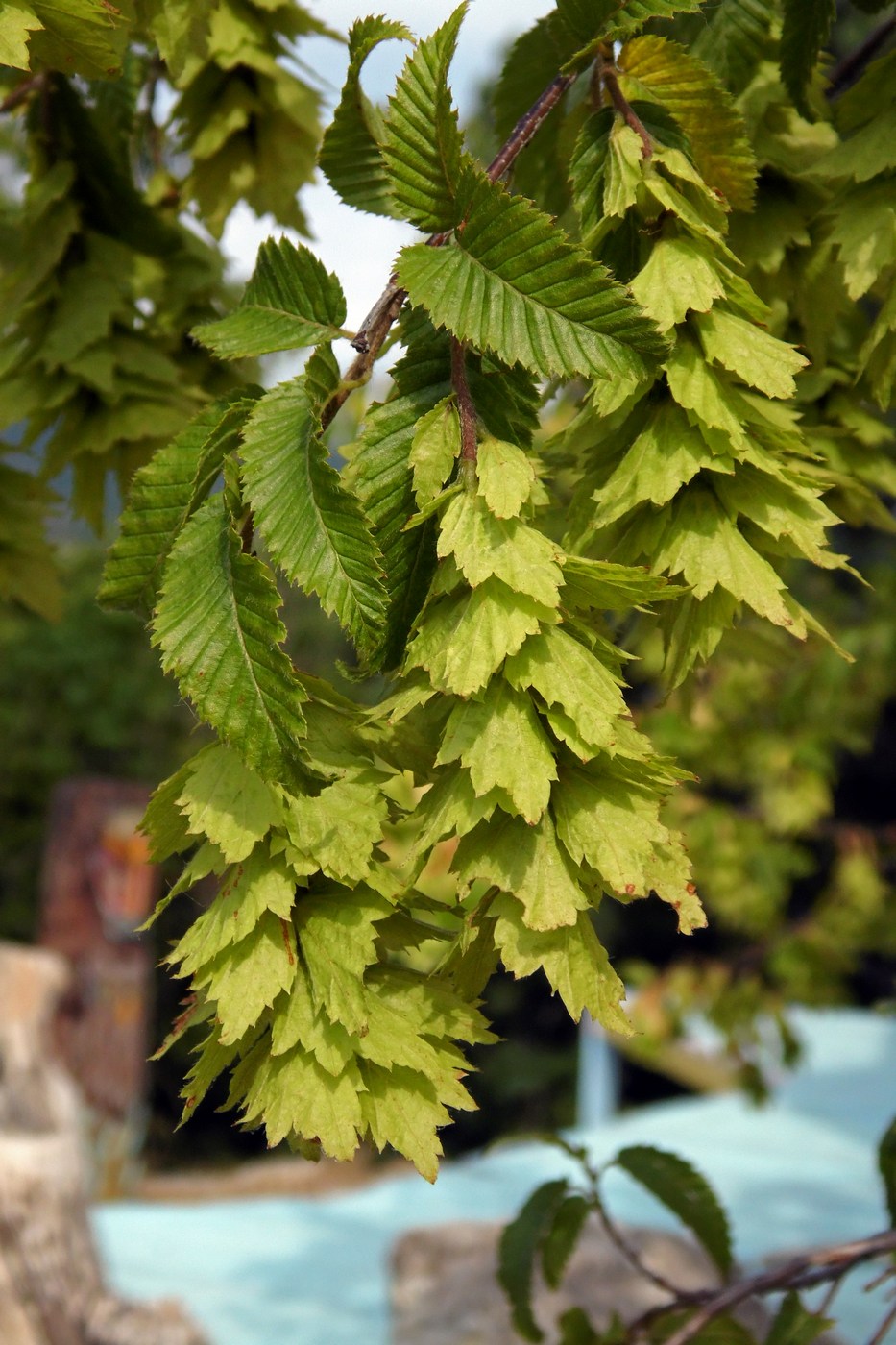 Изображение особи Carpinus orientalis.