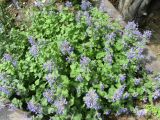 Nepeta mussinii