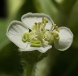 Image of taxon representative. Author is Александр Митяев