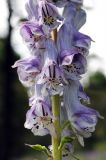 Aconitum leucostomum. Часть соцветия. Республика Алтай, Онгудайский р-н, западный макросклон г. Вершина Тияхты, поляна в кедровом лесу на высоте около 1800 м н.у.м. 29.07.2010.