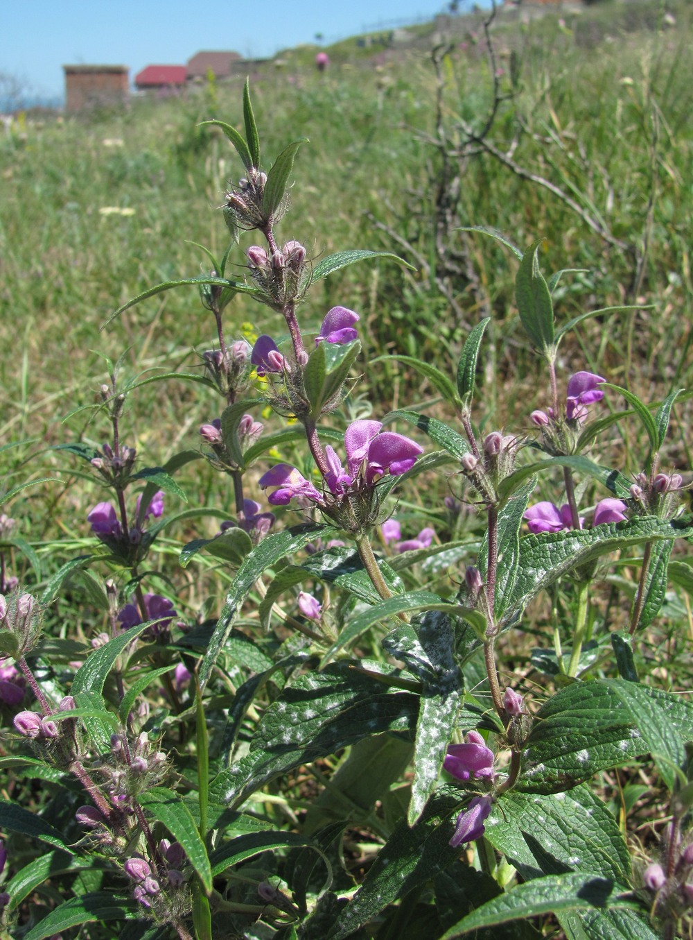 Image of Phlomis pungens specimen.