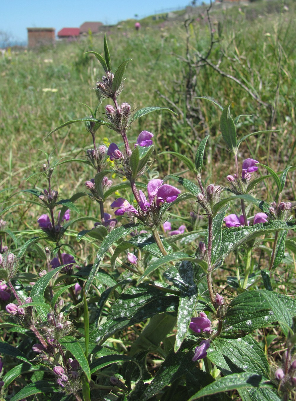 Изображение особи Phlomis pungens.