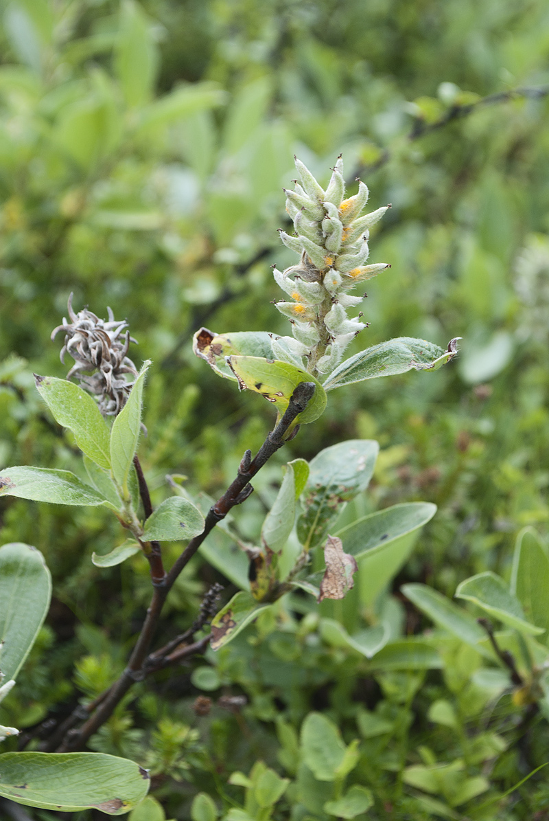 Изображение особи Salix glauca.