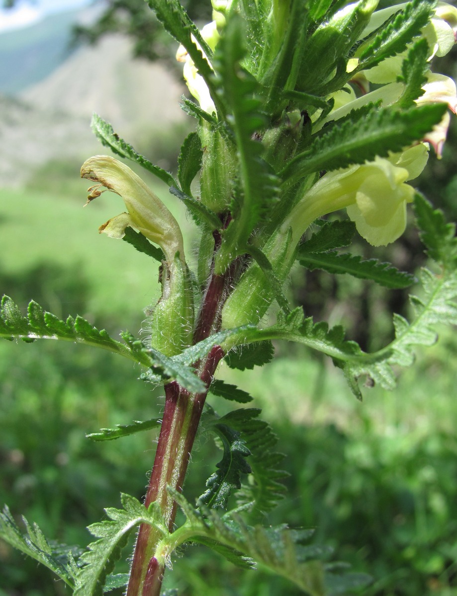 Изображение особи Pedicularis daghestanica.