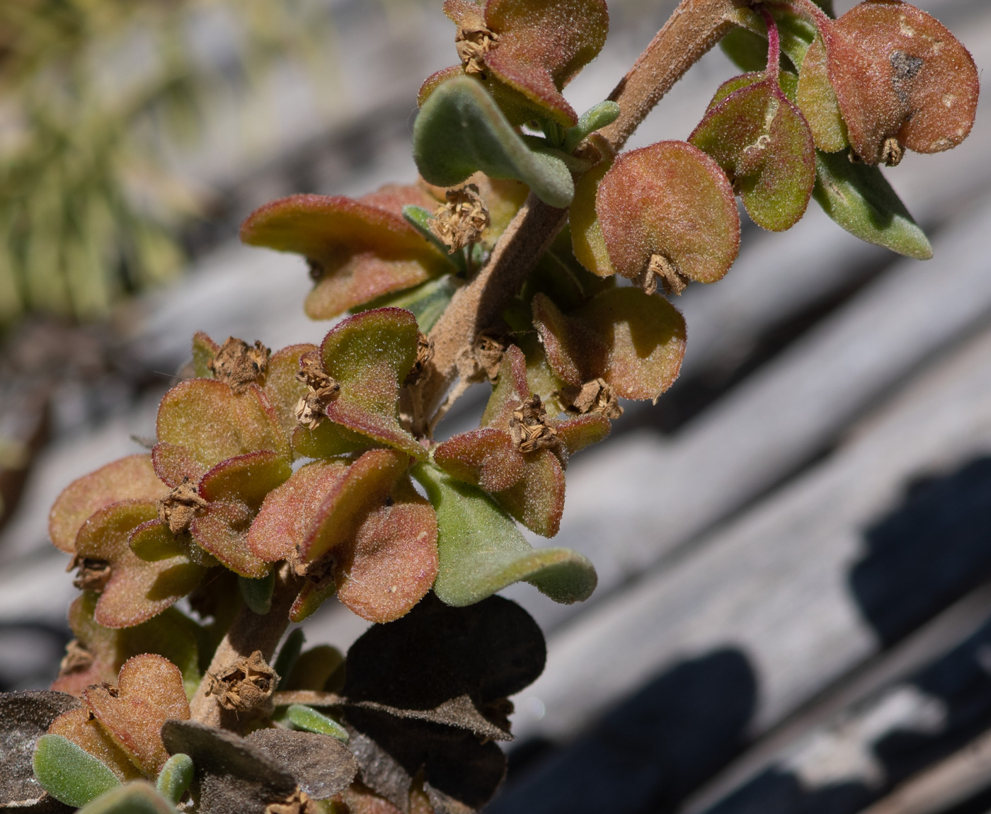 Изображение особи Tetragonia decumbens.