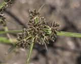 Cyperus fuscus