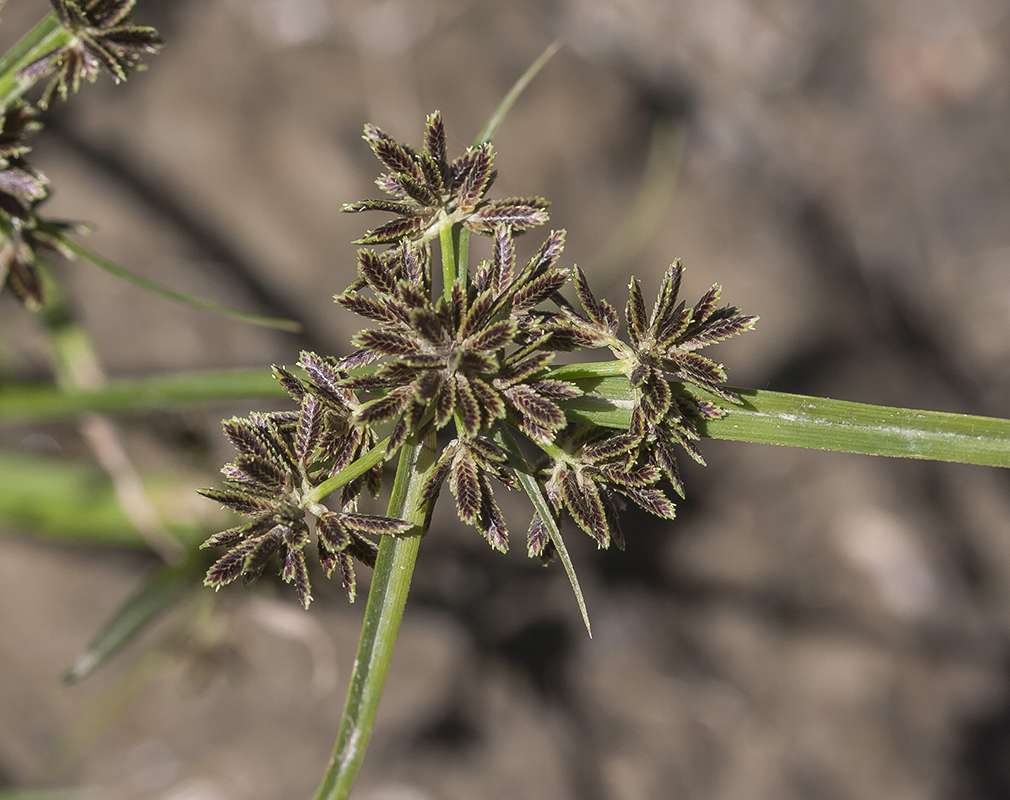 Изображение особи Cyperus fuscus.