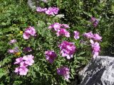 Linum hypericifolium