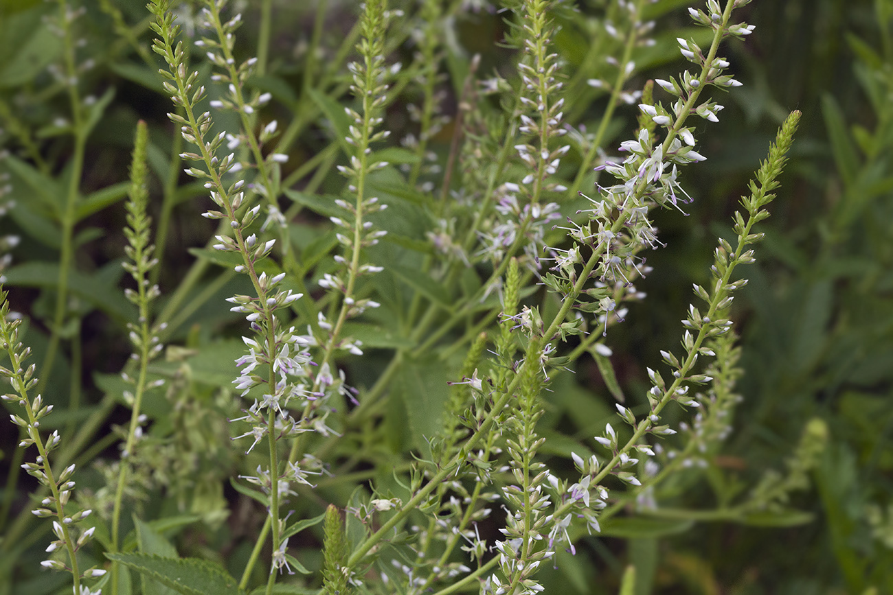 Image of Veronica daurica specimen.