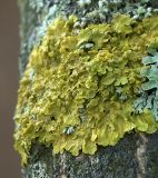 Xanthoria parietina. Талломы с развивающимися апотециями на стволе дерева. Московская обл., Раменский р-н, окр. дер. Хрипань, садовый участок. 06.05.2019.