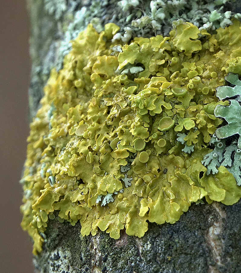 Image of Xanthoria parietina specimen.