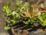 Portulaca oleracea