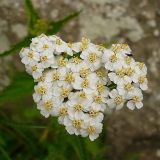 Achillea millefolium