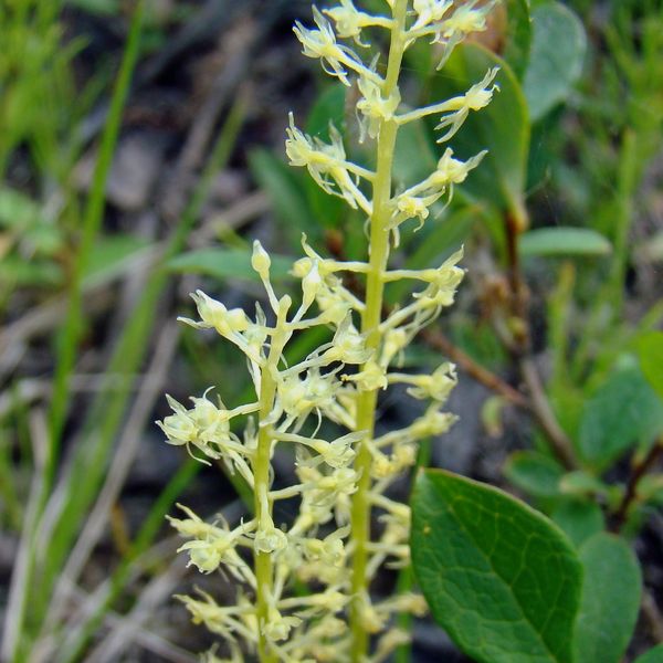 Image of Malaxis monophyllos specimen.