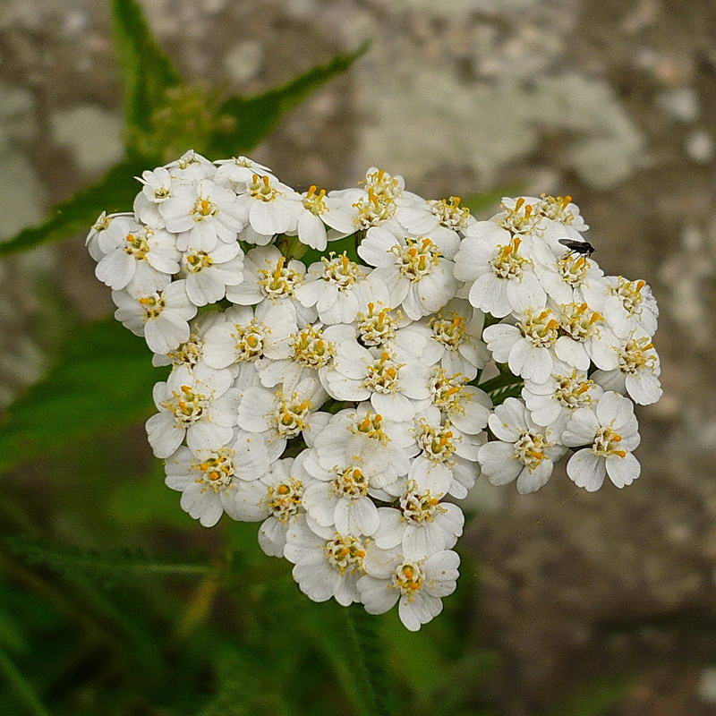 Изображение особи Achillea millefolium.