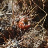 Cumulopuntia sphaerica