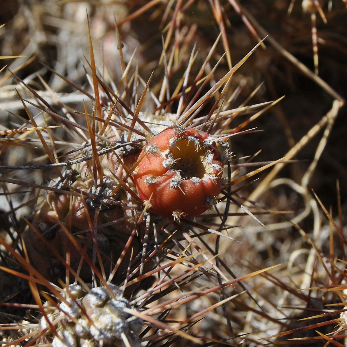 Image of Cumulopuntia sphaerica specimen.
