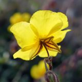 Helianthemum nummularium. Цветок (вид со стороны чашечки). Челябинская обл., г. Челябинск, Ботанический сад ЧелГУ, в культуре. 08.10.2019.