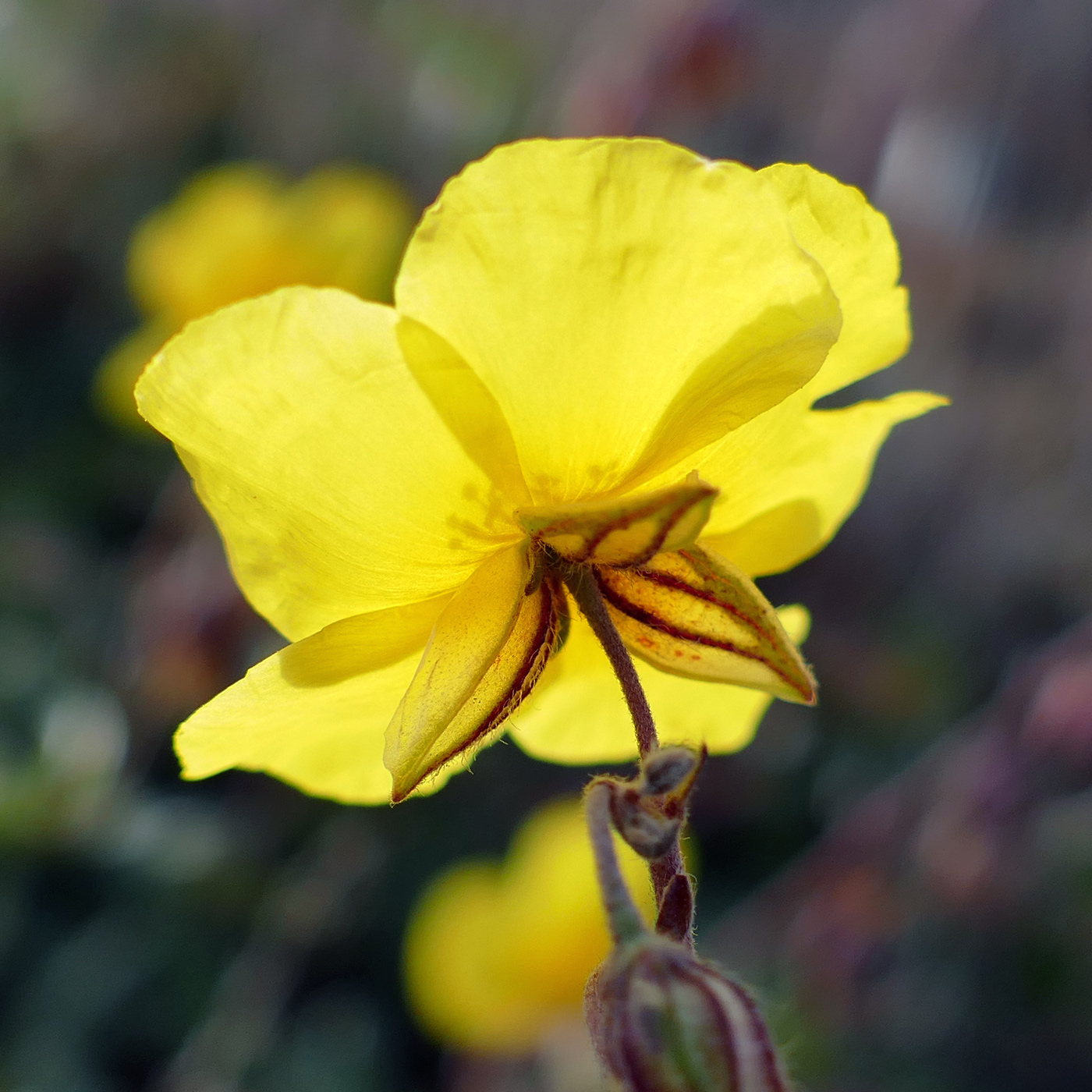 Image of Helianthemum nummularium specimen.