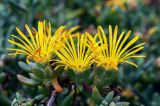 familia Aizoaceae. Верхушки побегов с цветками. Израиль, г. Герцлия. 06.05.2018.