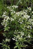 Cardamine amara